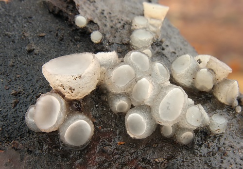 neobulgária fialovkastá / rosoloklihatka čirá