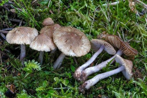 vláknica / vláknice ametystová