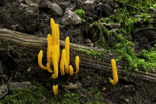 pakonárovka úhľadná / kyjovečka krásná