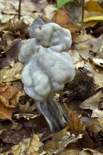 chriapač jamkatý / chřapáč jamkatý