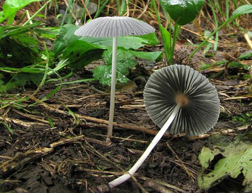 hnojník (bližšie neurčený)