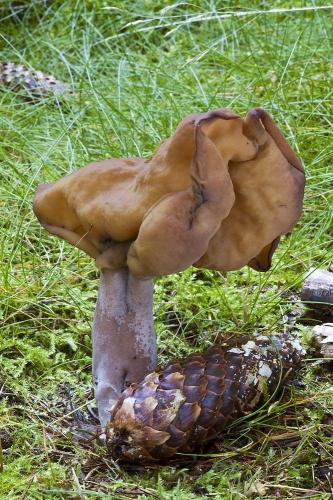 ušiak mitrovitý / ucháč čepcovitý