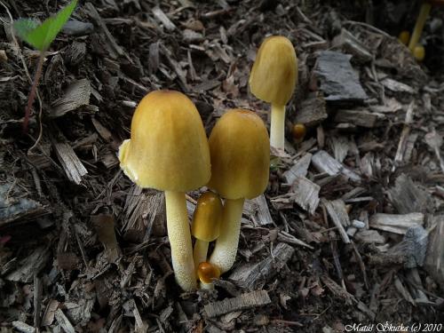 hnojovec žltý / slzečník žloutkový