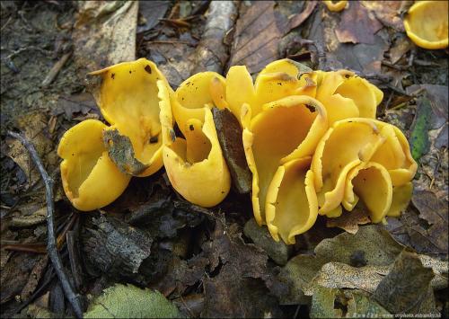 uško oslie / ouško kornoutovité