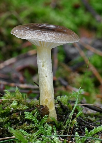 šťavnačka mrazová / šťavnatka pomrazka