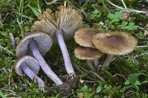 vláknica / vláknice ametystová