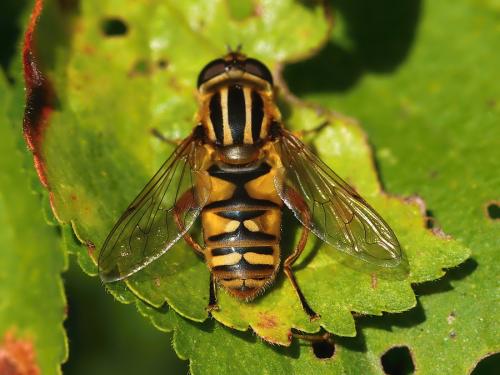 Helophilus pendulus