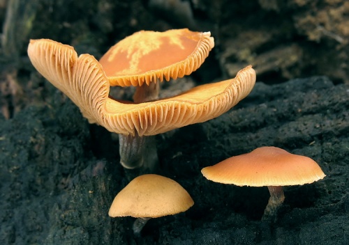 kapucňovka okrovohnedastá / čepičatka jehličnanová