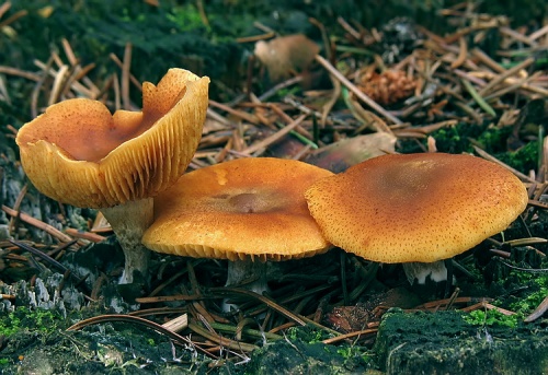 šupinovec jedľový / šupinovka jedlová