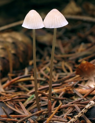prilbička (bližšie neurčená)