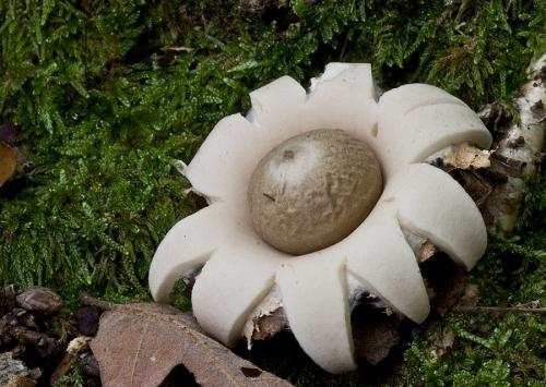 hviezdovka strapkatá / hvězdovka brvitá