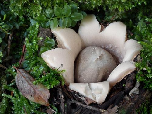 hviezdovka strapkatá / hvězdovka brvitá