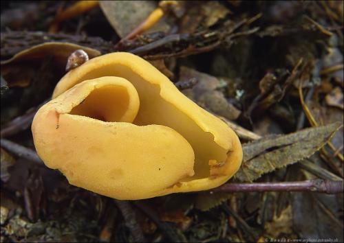 uško oslie / ouško kornoutovité