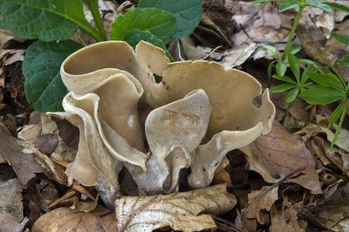 uško kožovožlté / ouško kožobarvé