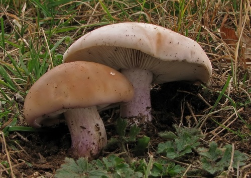 pôvabnica dvojfarebná / čirůvka dvoubarvá