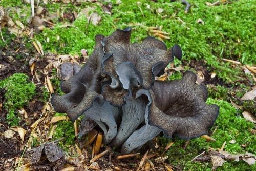 lievik trúbkovitý / stroček trubkovitý