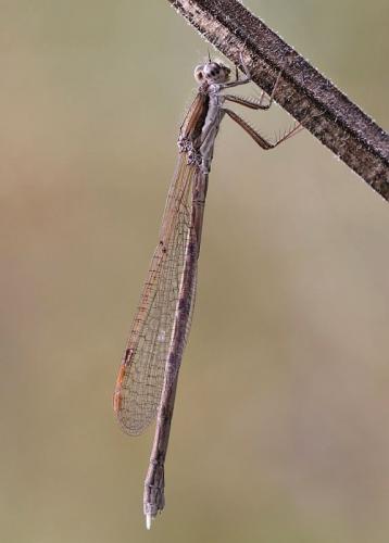 šidlovka hnedá / šídlatka hnědá / Common Winter Damselfly