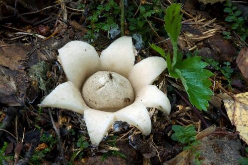 hviezdovka strapkatá / hvězdovka brvitá