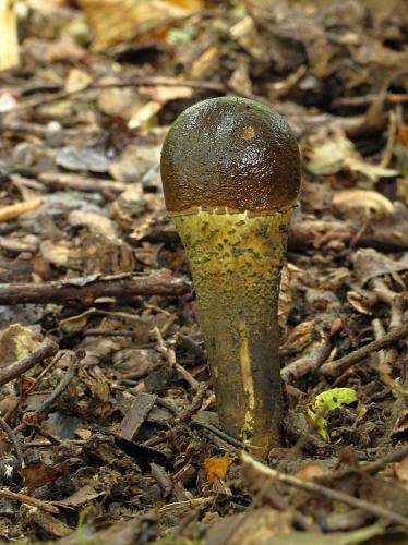 žezlovka veľkovýtrusná / housenice velkovýtrusná