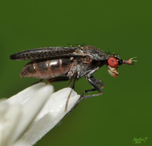 Coremacera marginata