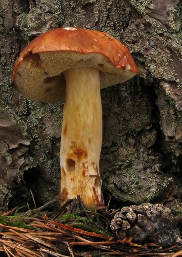 suchohríb hnedý / hřib hnědý