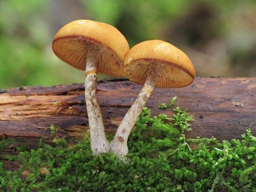 kapucňovka okrovohnedastá / čepičatka jehličnanová