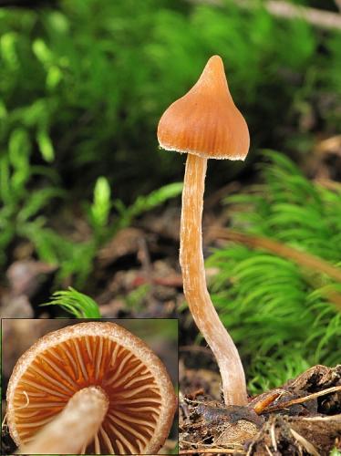 pavučinovec končistý / pavučinec hrotitý