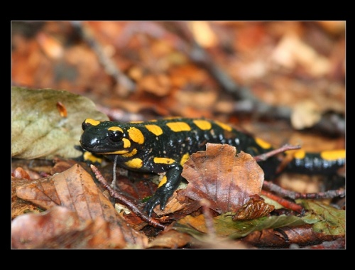 salamandra škvrnitá