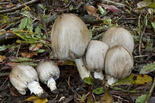 hnojník atramentový / hnojník inkoustový