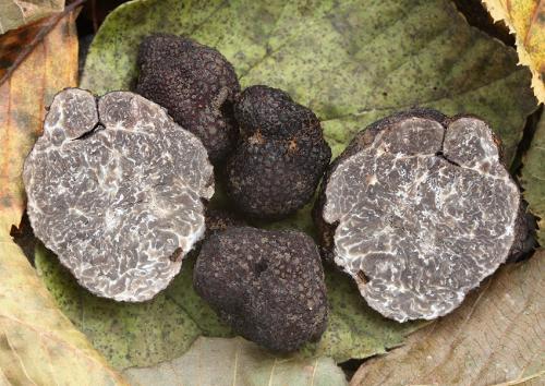 hľuzovka zimná / lanýž zimní