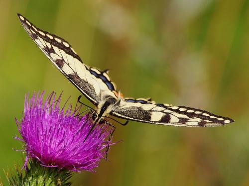 Papilio machaon