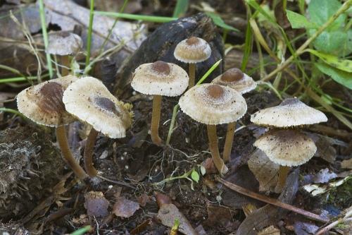 vláknica páperistá / vláknice pavučinkatá