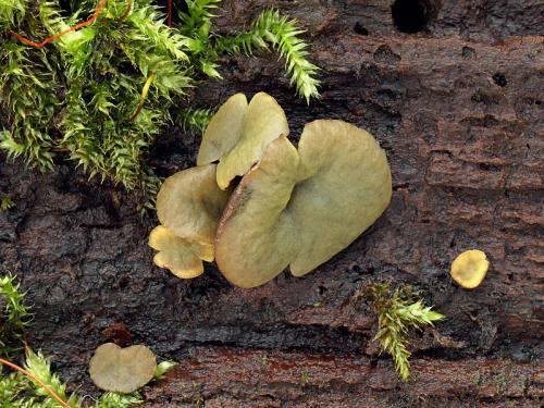 chlorenkélia rôznotvará