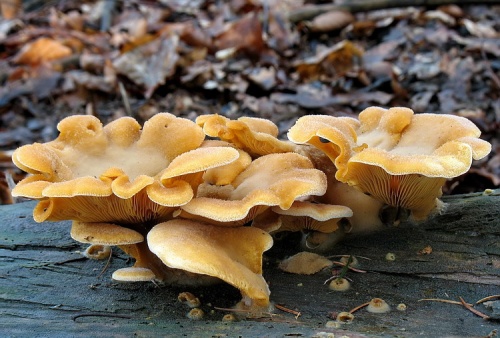 hlivník hniezdovitý / hlíva hnízdovitá
