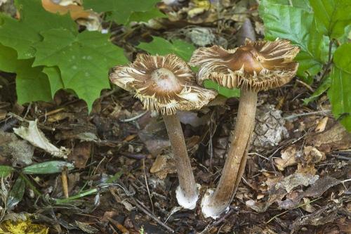 vláknica hviezdicovovýtrusná / vláknice hvězdovýtrusá