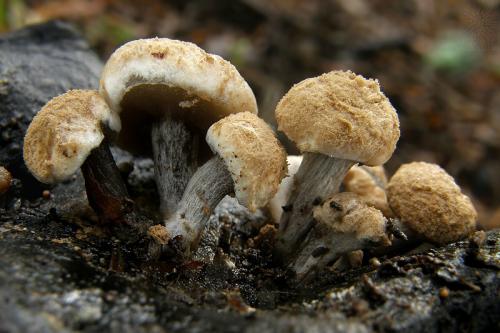 príživnica prášnicovitá / rovetka pýchavkovitá