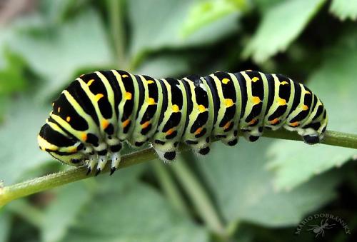Papilio machaon