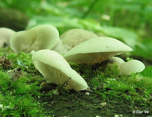 pahliva mäkká / trepkovitka měkká