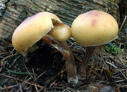 strapcovka maková / třepenitka maková
