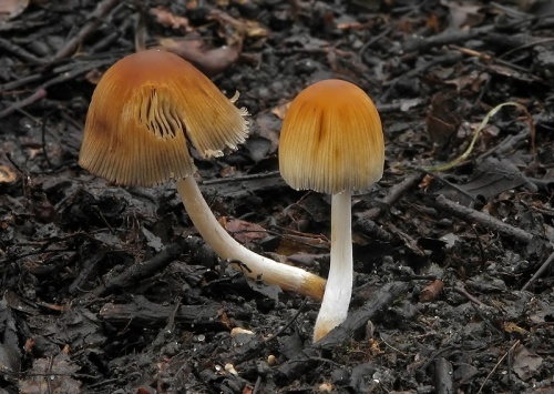 hnojník ligotavý / hnojník třpytivý