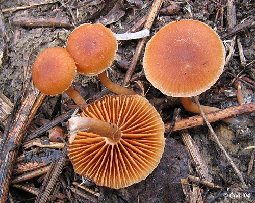 smeťovka zimná / kržatka Romagnesiho