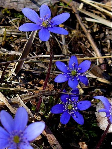 pečeňovník trojlaločný