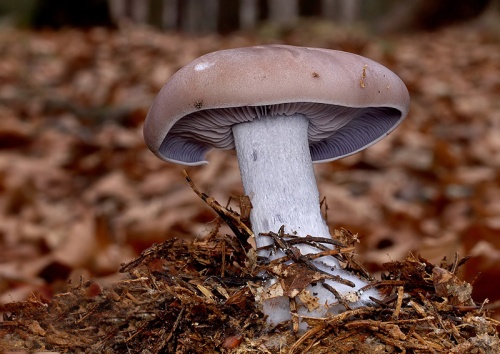 pôvabnica fialová / čirůvka fialová