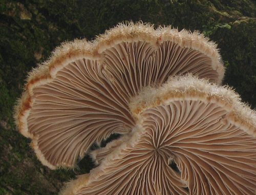 klanolupeňovka obyčajná / klanolístka obecná