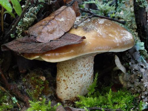 Klouzek Belliniho CZ