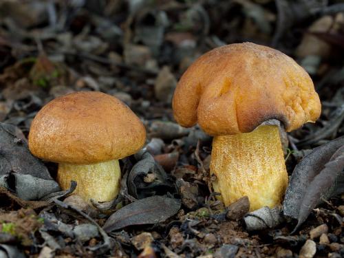 kozák korzický / kozák korsický