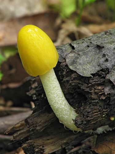 hnojovec žltý / slzečník žloutkový