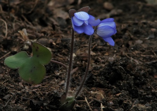 pečeňovník trojlaločný
