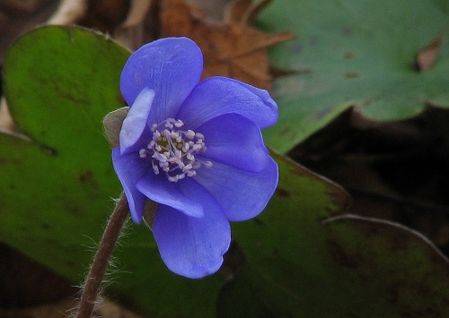 pečeňovník trojlaločný