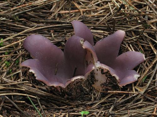 tulipánovka fialová / baňka velkokališná